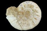Perisphinctes Ammonite - Jurassic #100291-1